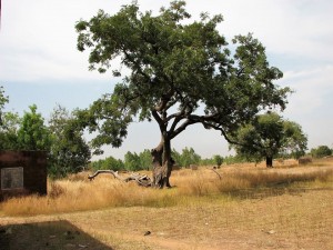 15665483 1363566007022121 3986712553445315347 n